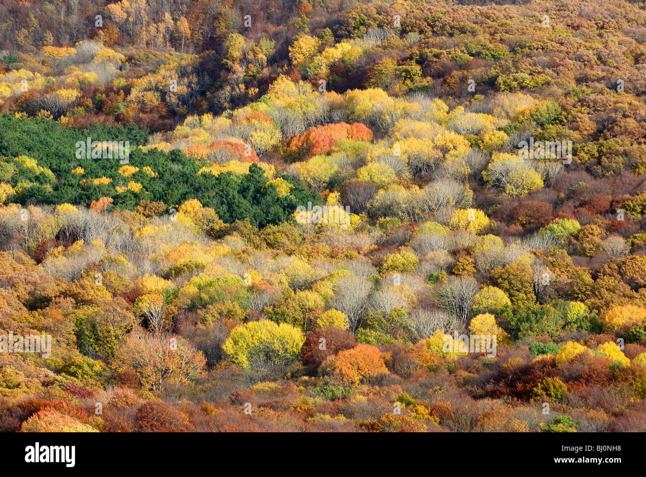 forest at Chatyr-Dag mountain plateau on Crimea Stock Photo