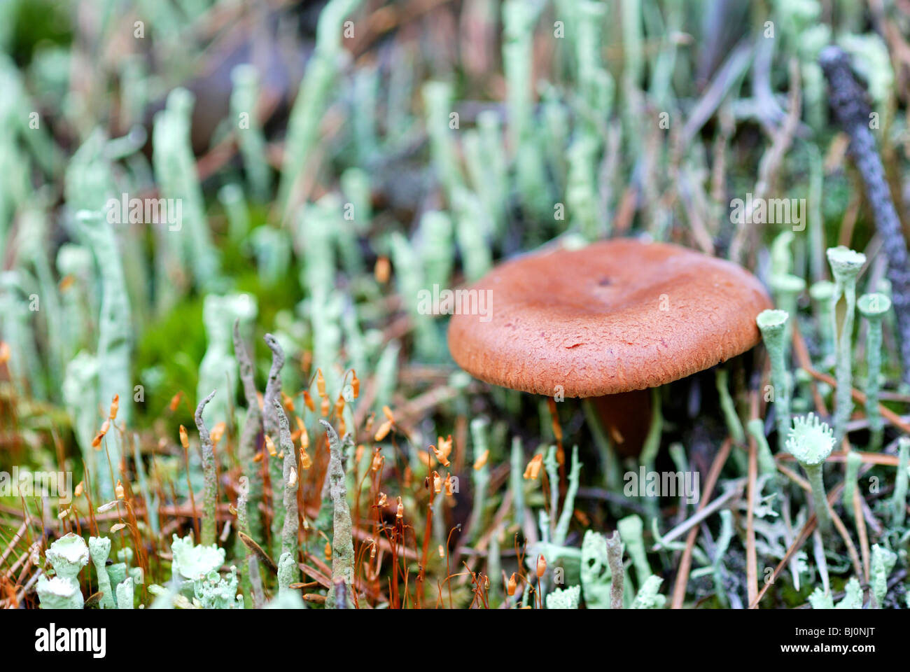 close-up of lactarius rufus mushroom on russian kola peninsula Stock Photo