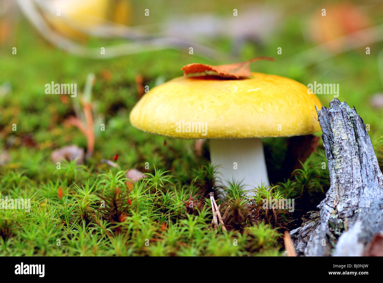 close-up of russula claroflava mushroom on russian kola peninsula Stock Photo