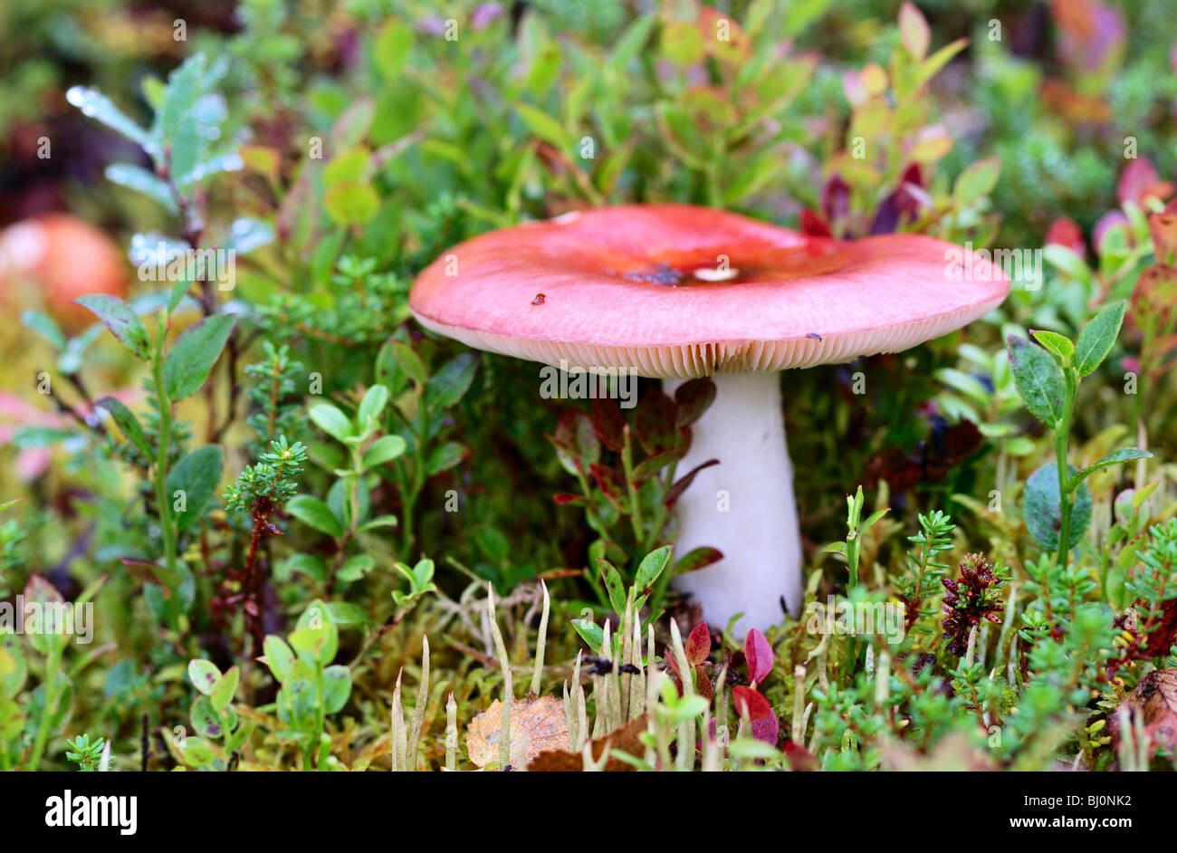 close-up of russula paludosa mushroom on russian kola peninsula Stock Photo