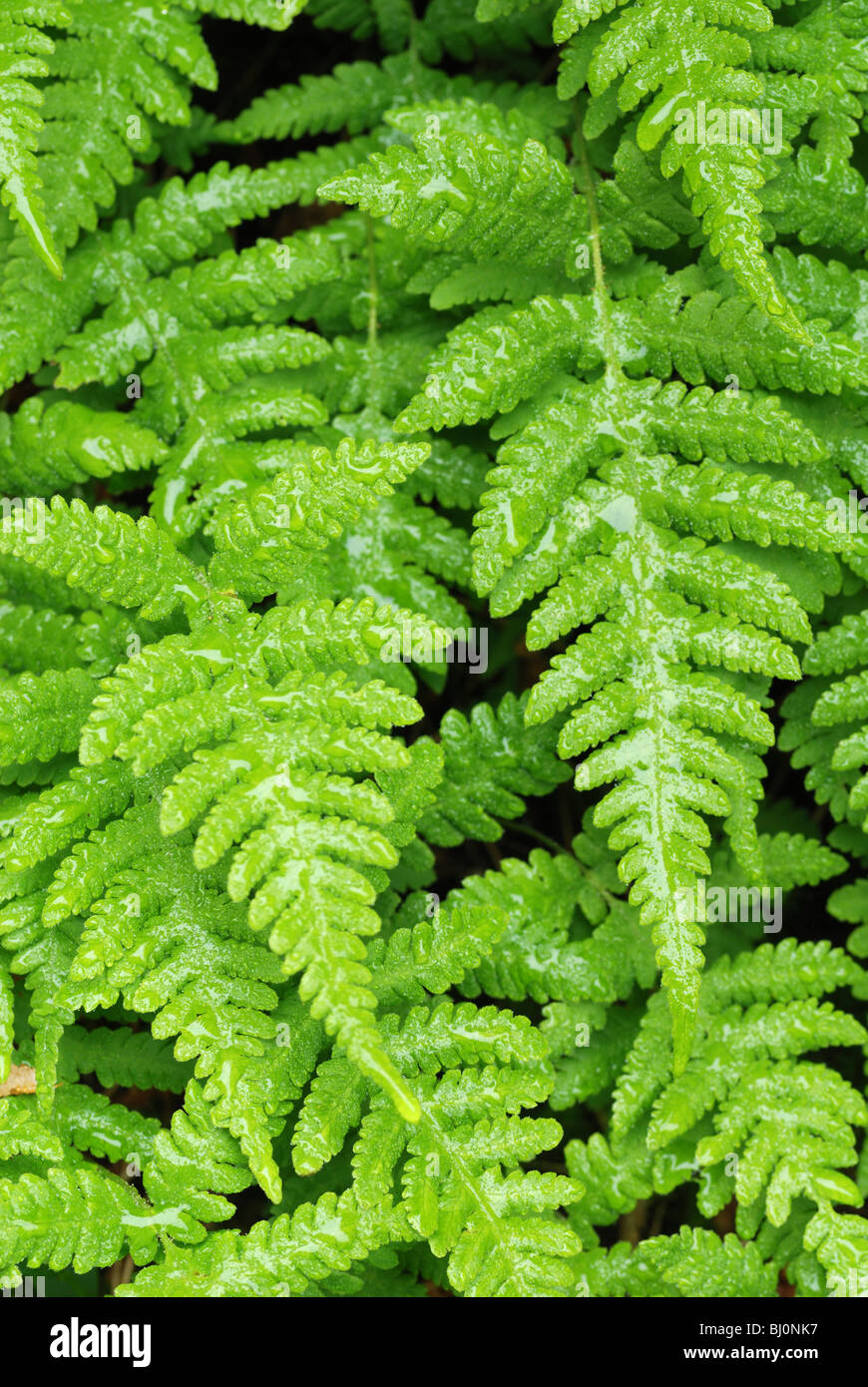 close-up of thelypteris phegopteris fern on russian kola peninsula Stock Photo