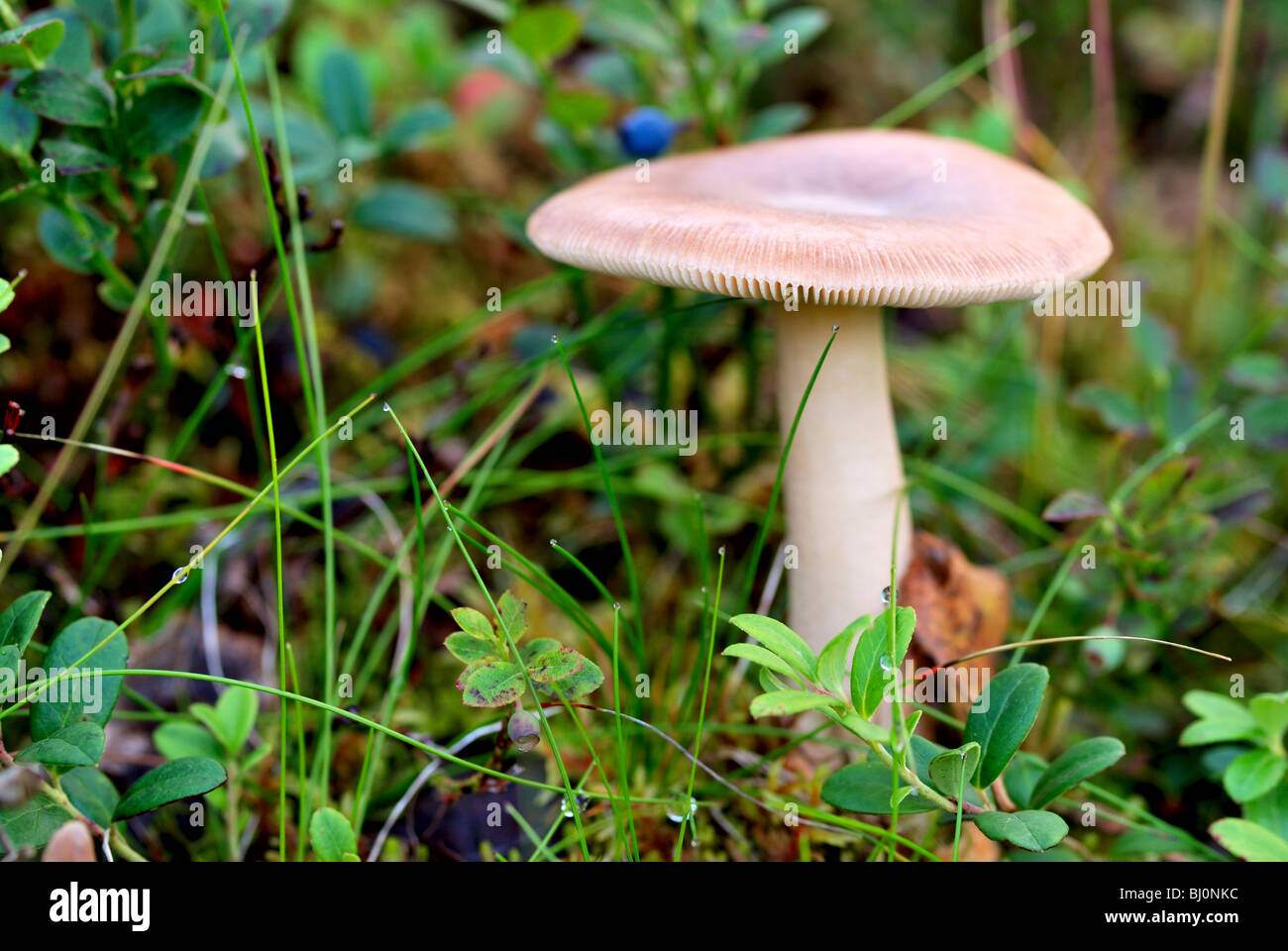 close-up of russula mushroom on russian kola peninsula Stock Photo