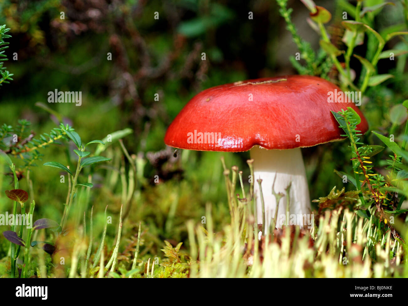 close-up of russula paludosa mushroom on russian kola peninsula Stock Photo