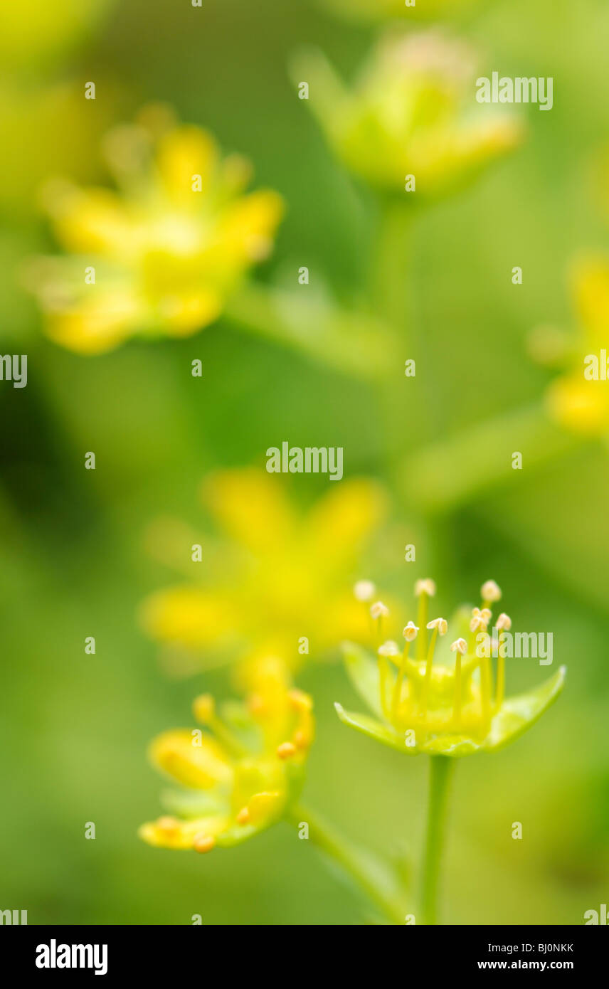 close-up of saxifrage on russian kola peninsula Stock Photo