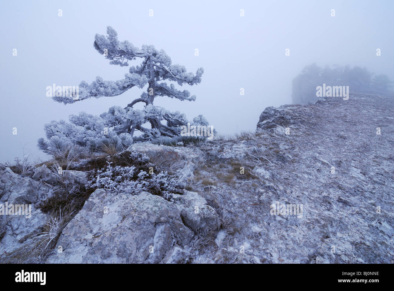 tree growing on ai-petri mountain on crimea Stock Photo