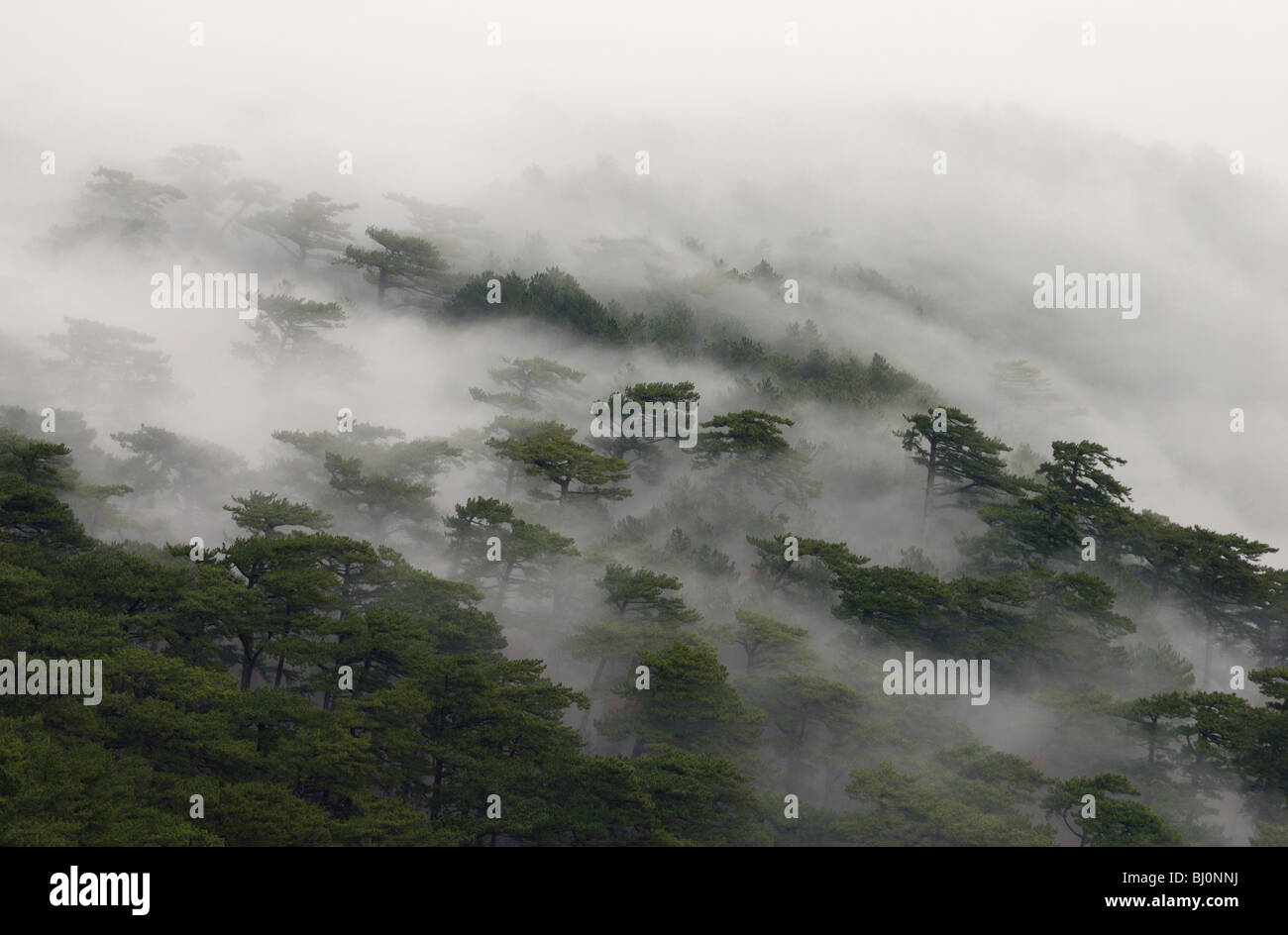 fog covered forest on ai-petri mountain on crimea Stock Photo