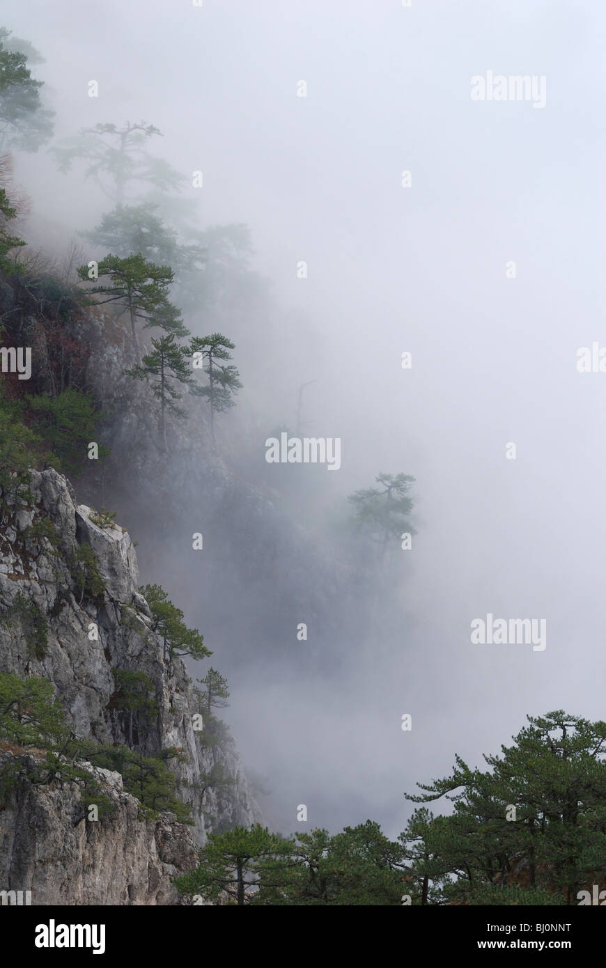 trees growing on ai-petri mountain on crimea covered in fog Stock Photo