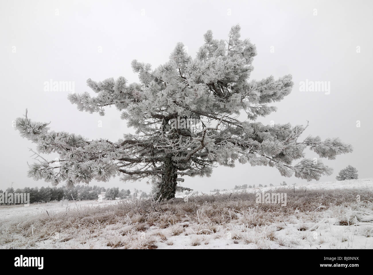 tree growing on ai-petri mountain on crimea Stock Photo