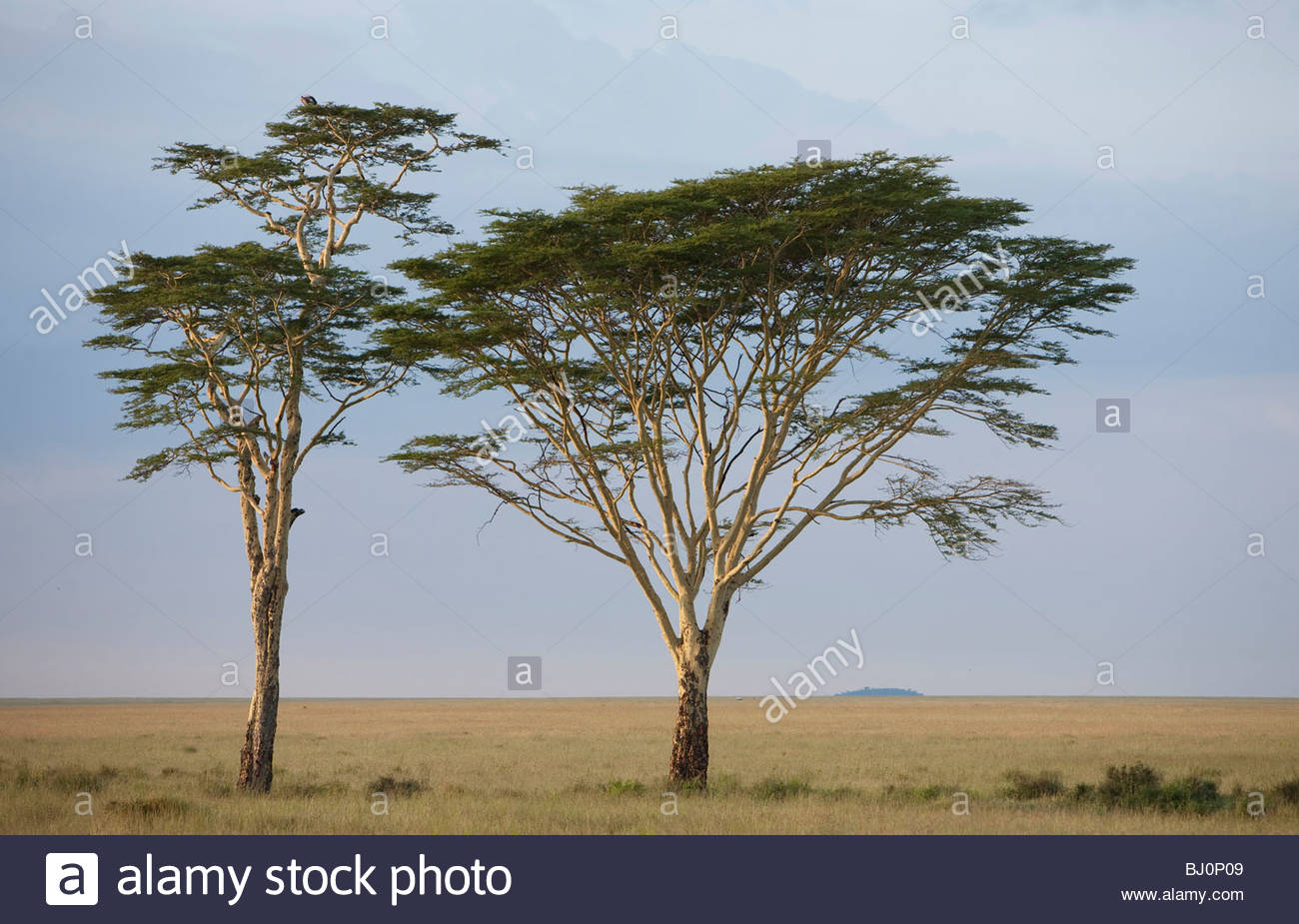 Fever Tree Africa Stock Photos & Fever Tree Africa Stock Images Alamy