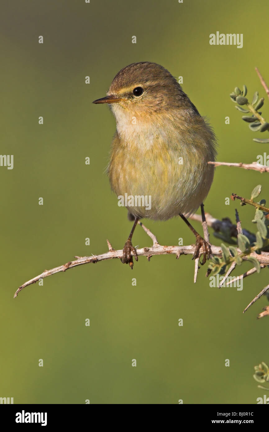 Biotope animal hi-res stock photography and images - Alamy