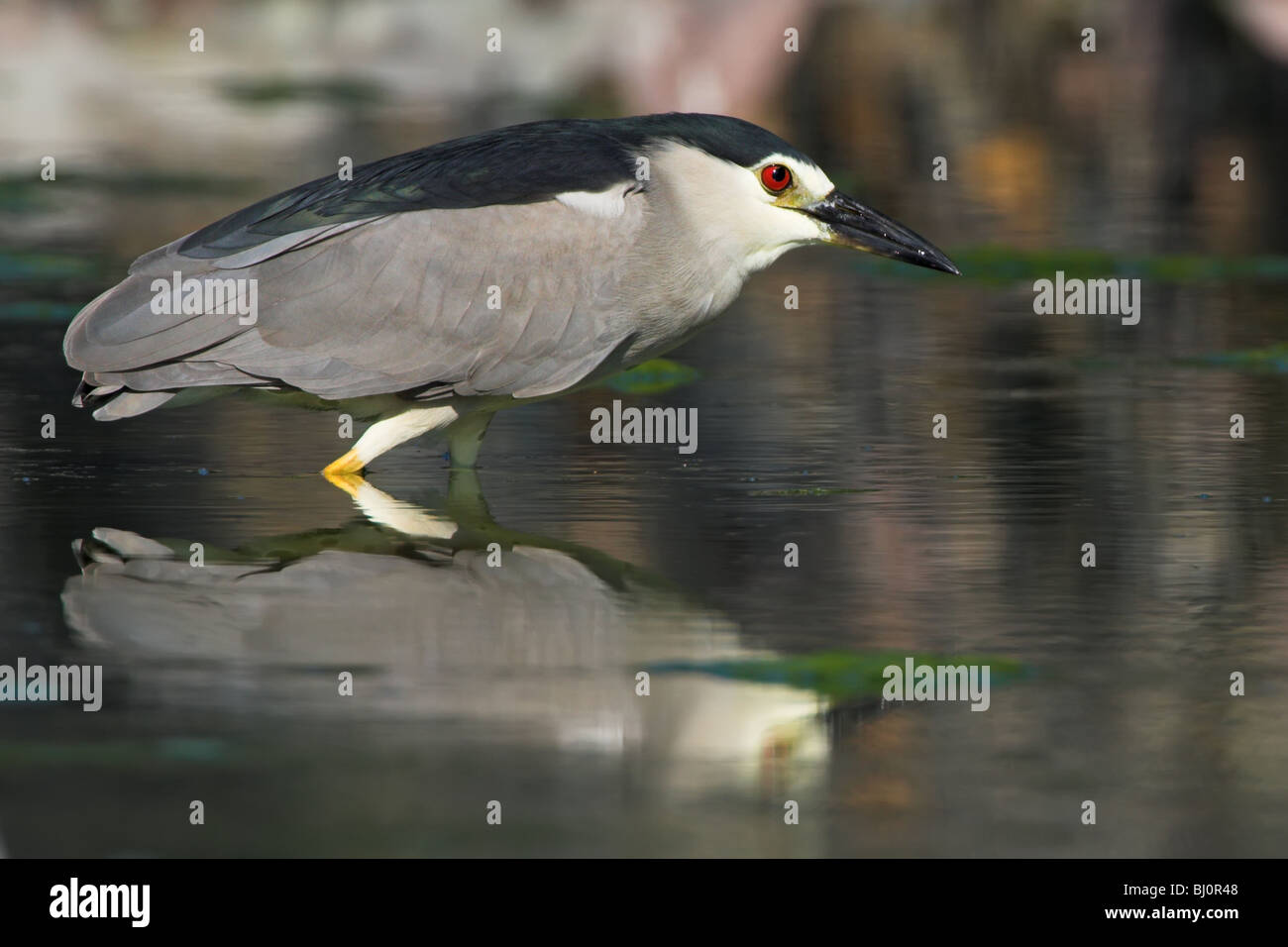 Night Heron Nycticorax nycticorax Stock Photo