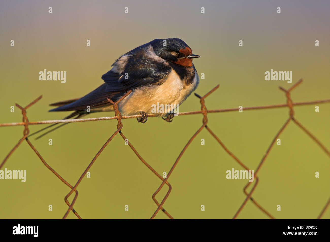 Barn behavior hi-res stock photography and images - Alamy