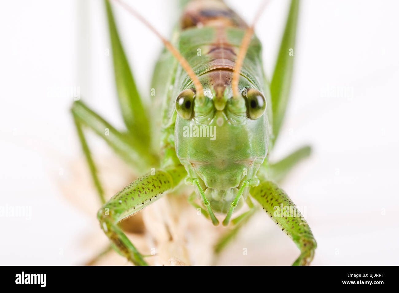 great green bush cricket (Tettigonia viridissima) Stock Photo