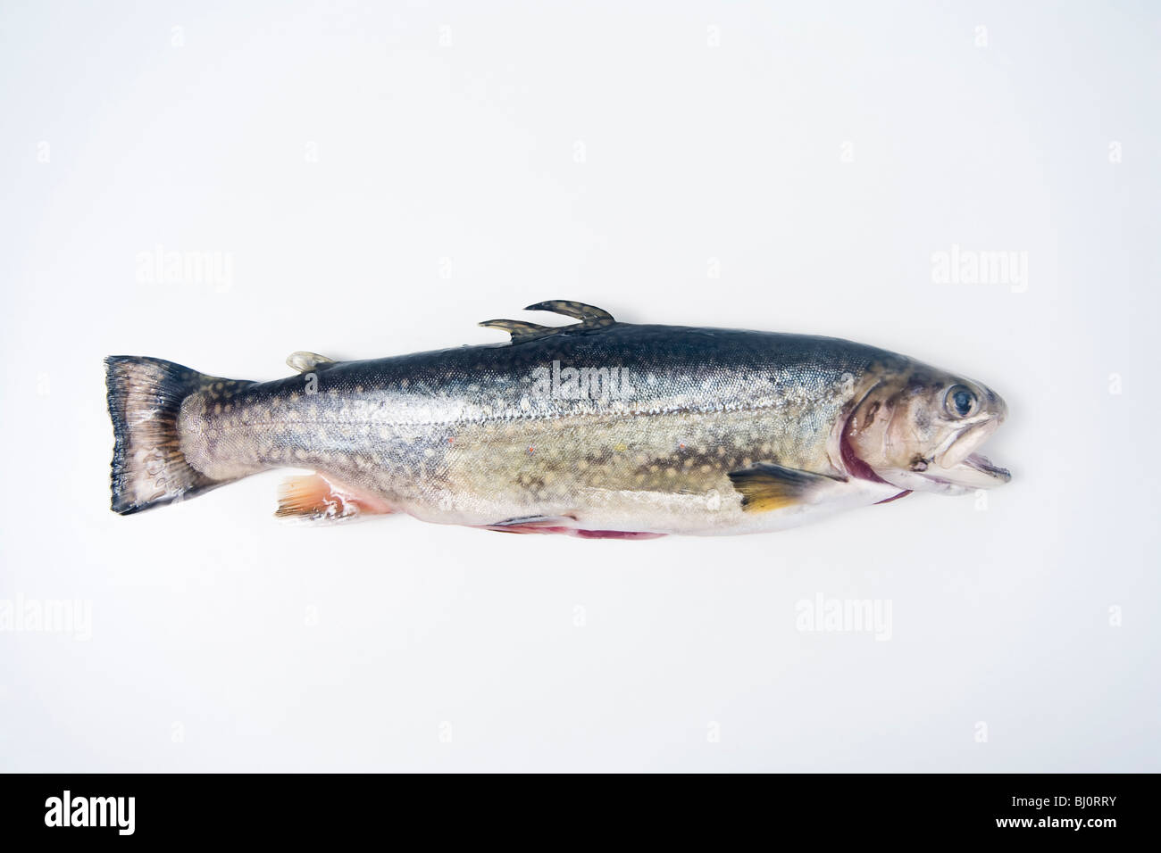 arctic char ready to cook Stock Photo