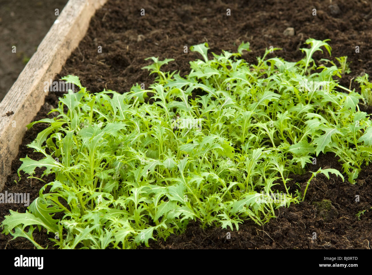 Mizuna greens (Brassica rapa nipposinica) growing in a raised bed in a polytunnel. Stock Photo