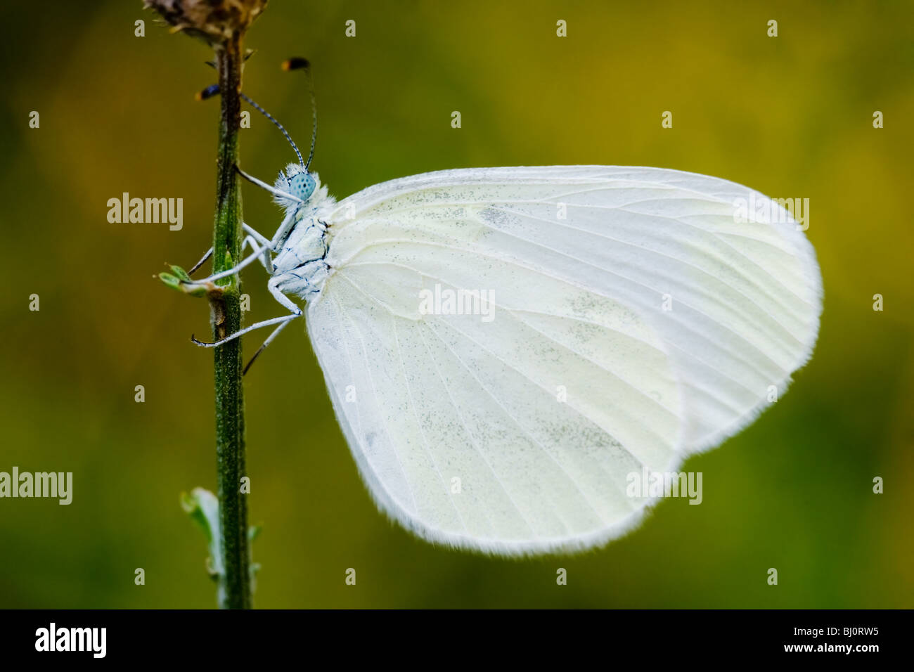 Senapi Insect Sinapis hi-res stock photography and images - Alamy