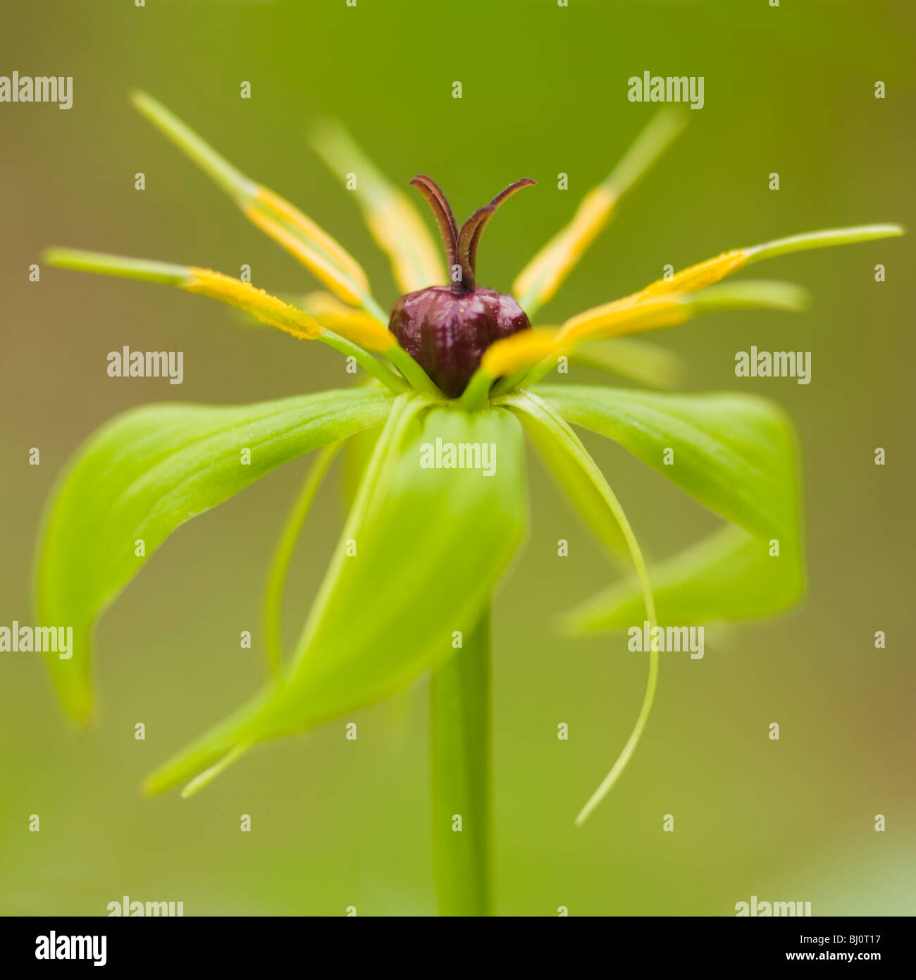 blooming  herb Paris (Paris quadrifolia) Stock Photo
