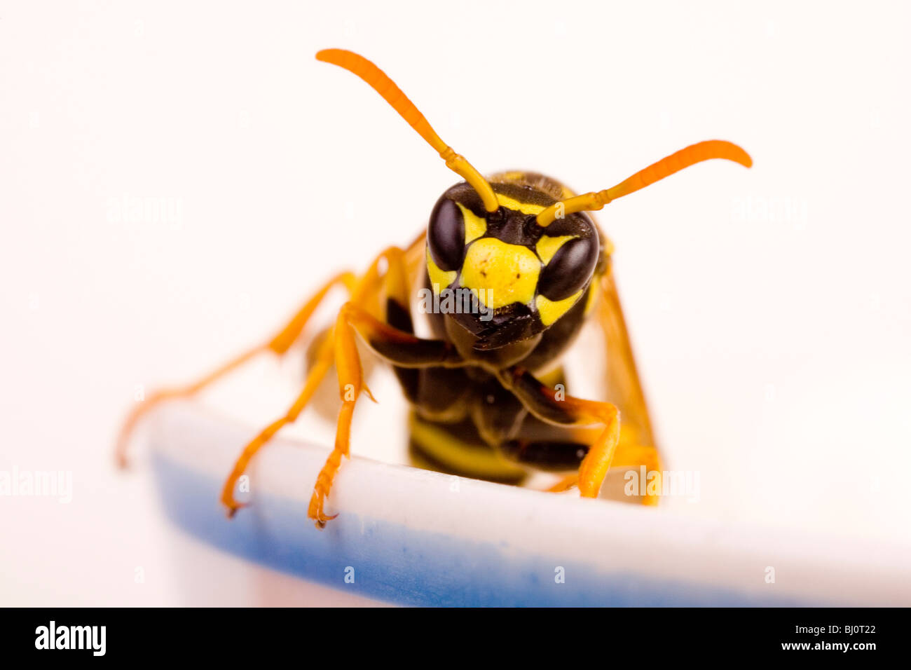 Yellow Paper Wasp (Polistes dominulus) in a coffee cup Stock Photo Alamy
