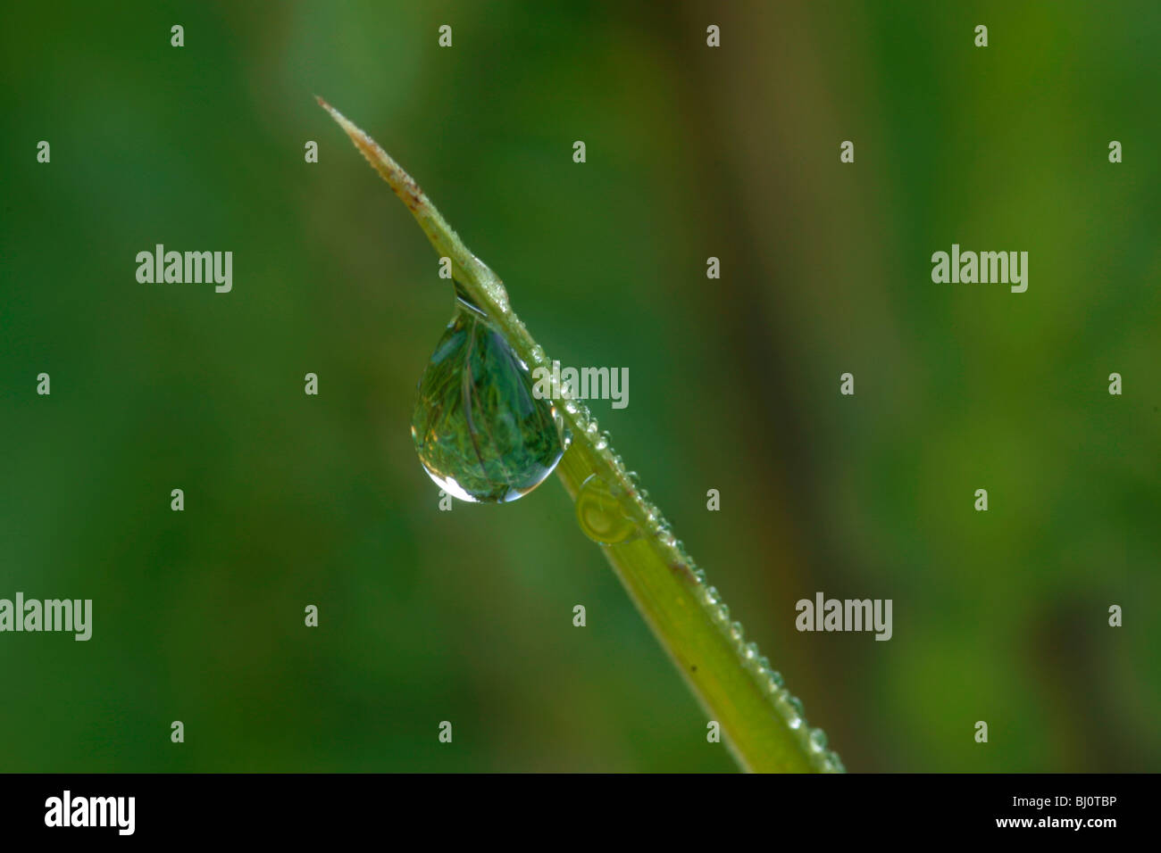 Water drop on a blade of grass Stock Photo - Alamy