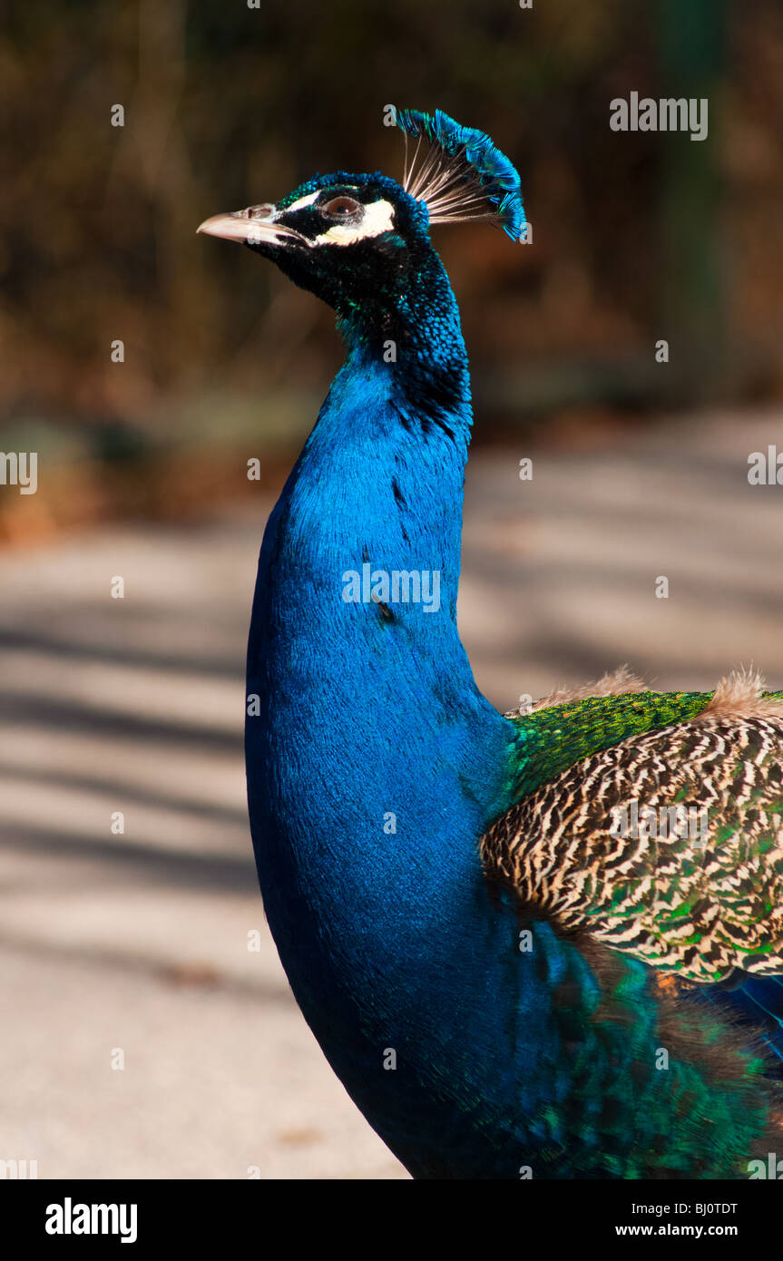 Curious peacock Stock Photo
