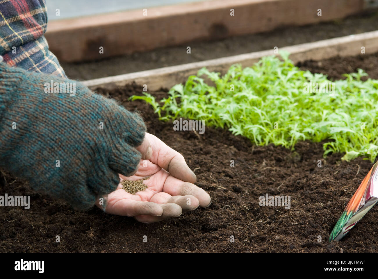Broadcast sowing early carrot seeds in the raised bed of a polytunnel (Mizuna plant in background) Stock Photo