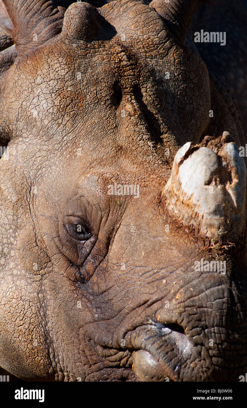 Rhino closeup Stock Photo