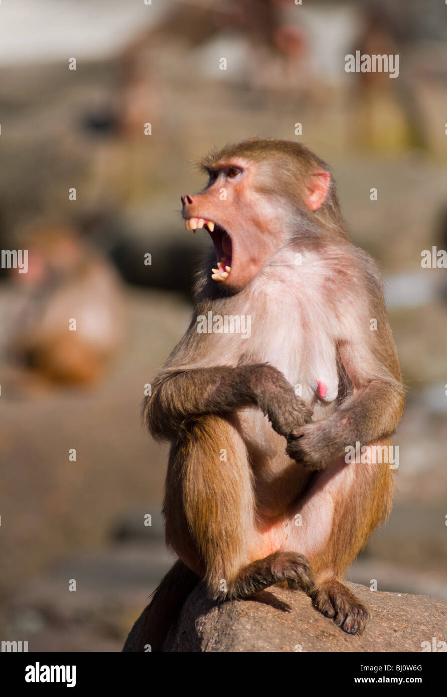 Female Baboon (Papio hamadryas) showing her sharp teeth. Stock Photo