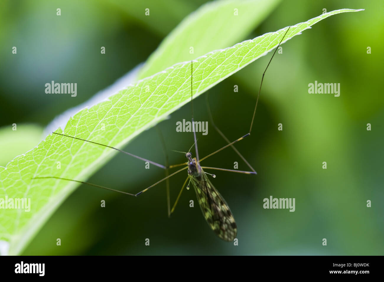 cranefly (Tipulidae) Stock Photo