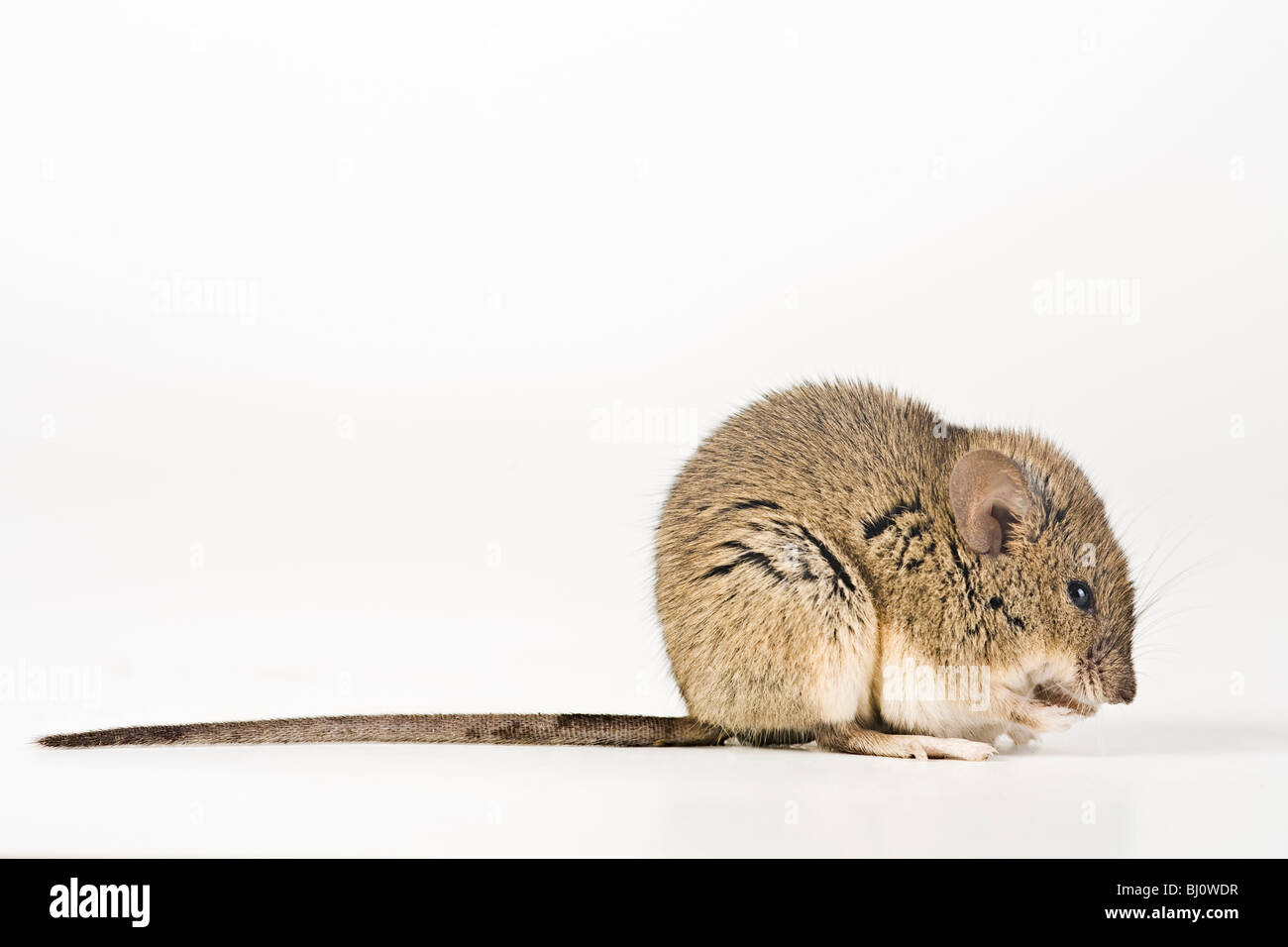 House Mouse (Mus musculus) Stock Photo