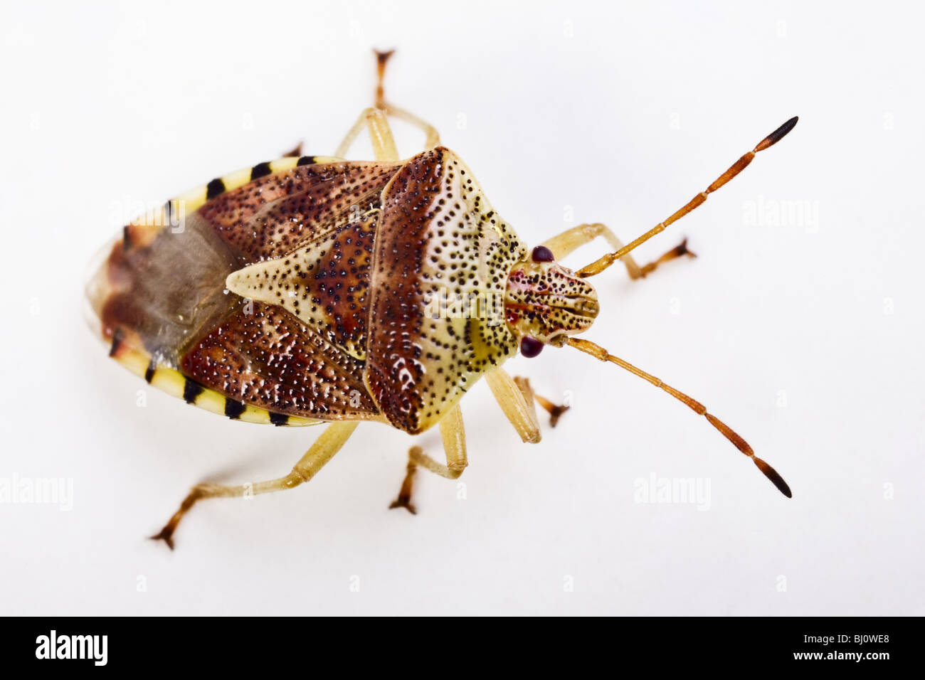 parent bug  (Elasmucha grisea) Stock Photo