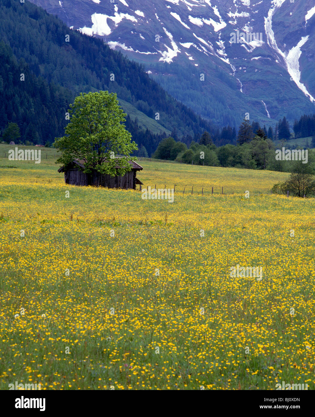 Serene forest meadow wildflowers hi-res stock photography and images ...