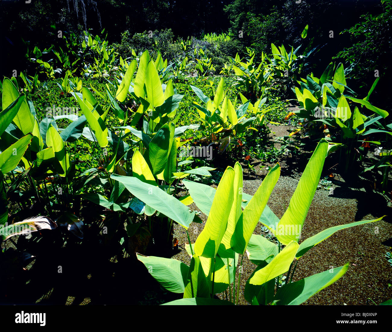 Fire Flags (L. Thalia Geniculata), Corkscrew Swamp Sanctuary, Naples, Florida, USA Stock Photo