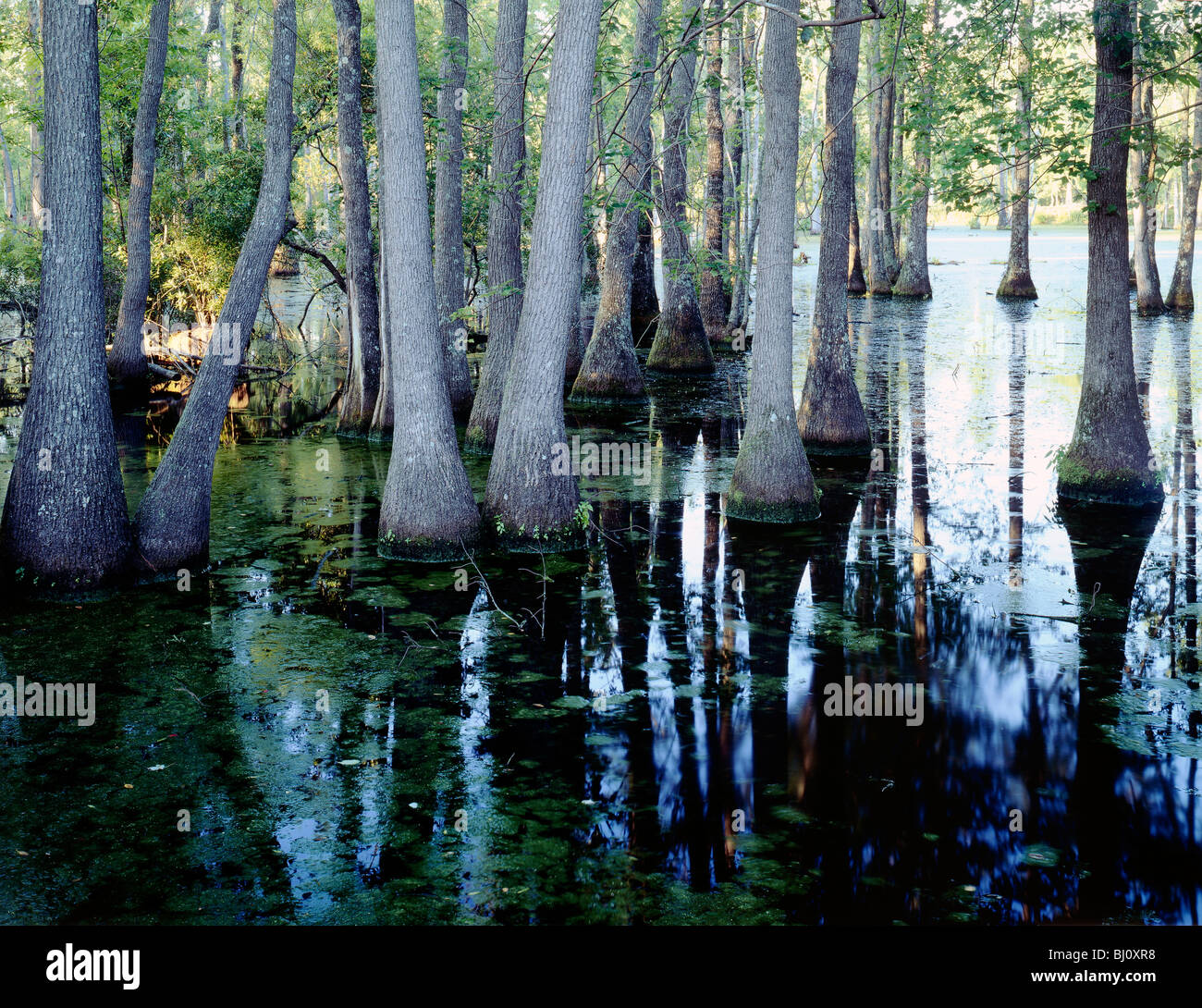 Black Tupelo trees (Blackgum), Audubon Swamp Garden, Magnolia