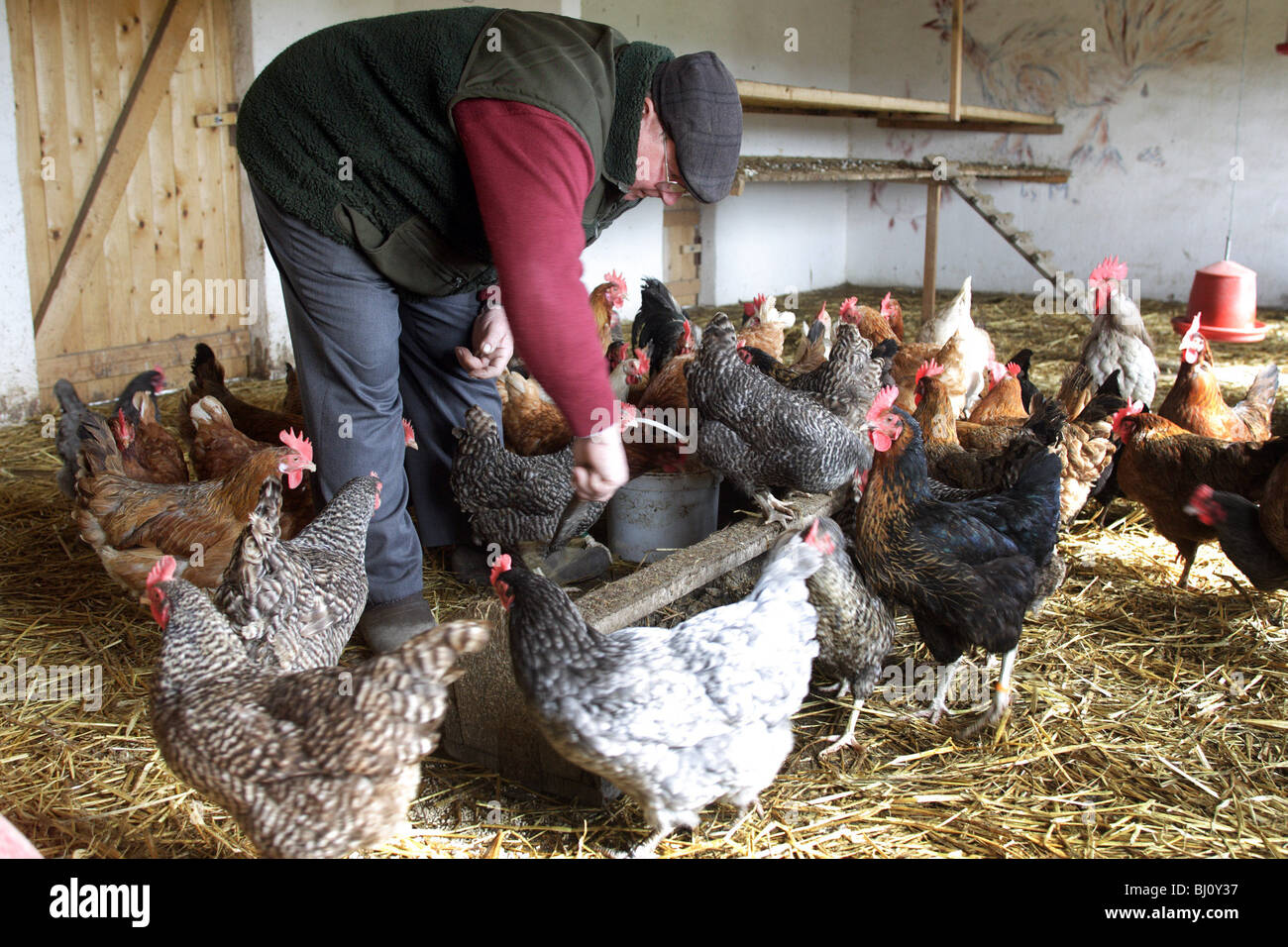 Framer feeding hens in a hen house, Prangendorf, Germany Stock Photo