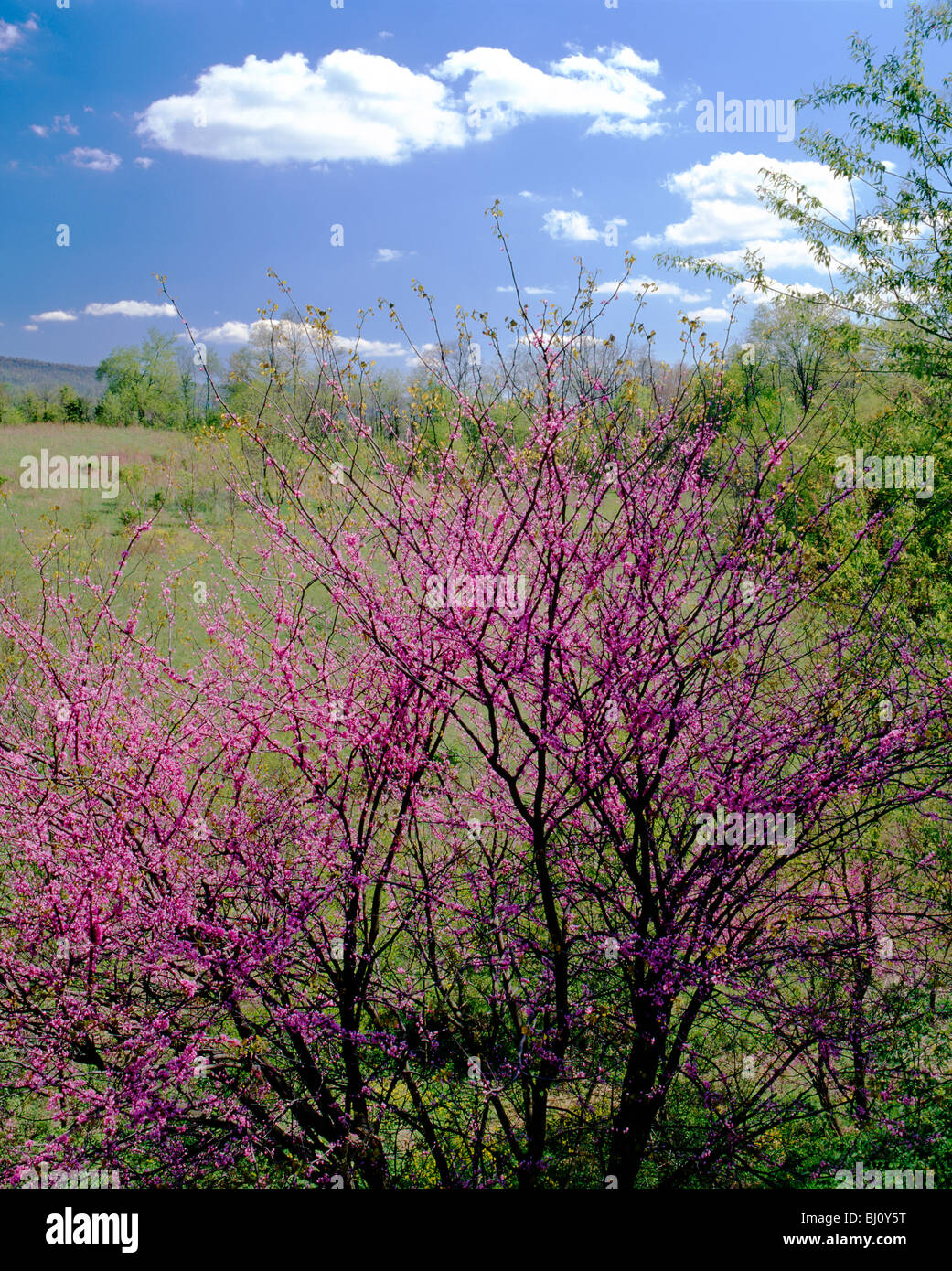 Eastern Redbud Tree (L. Cercis Canadensis) in springtime bloom, near McConnellsburg, Pennsylvania, USA Stock Photo