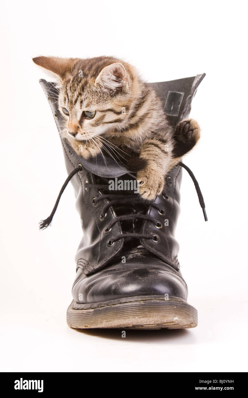 kitten in a boot Stock Photo Alamy