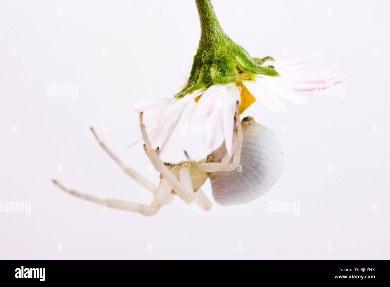 goldenrod crab spider (Misumenta vatia) Stock Photo