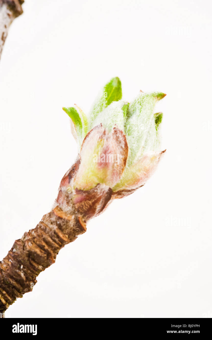 Apfelbaum bud in springlike Stock Photo