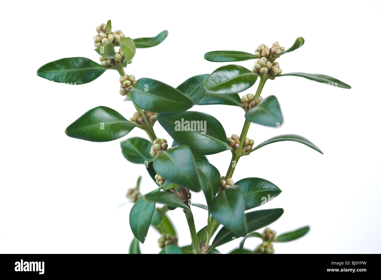 boxtree (Buxus)  in springlike Stock Photo