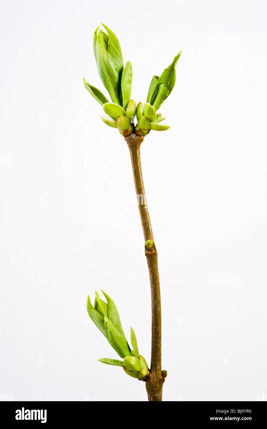 lilac leafs in springlike Stock Photo