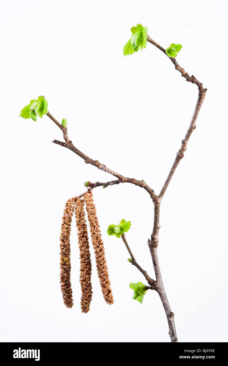 hazelnut blooming Stock Photo