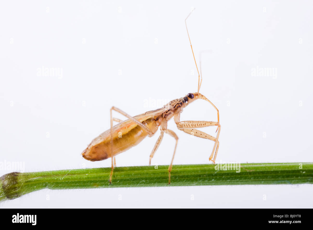 damsel bug (Nabis libatus) Stock Photo