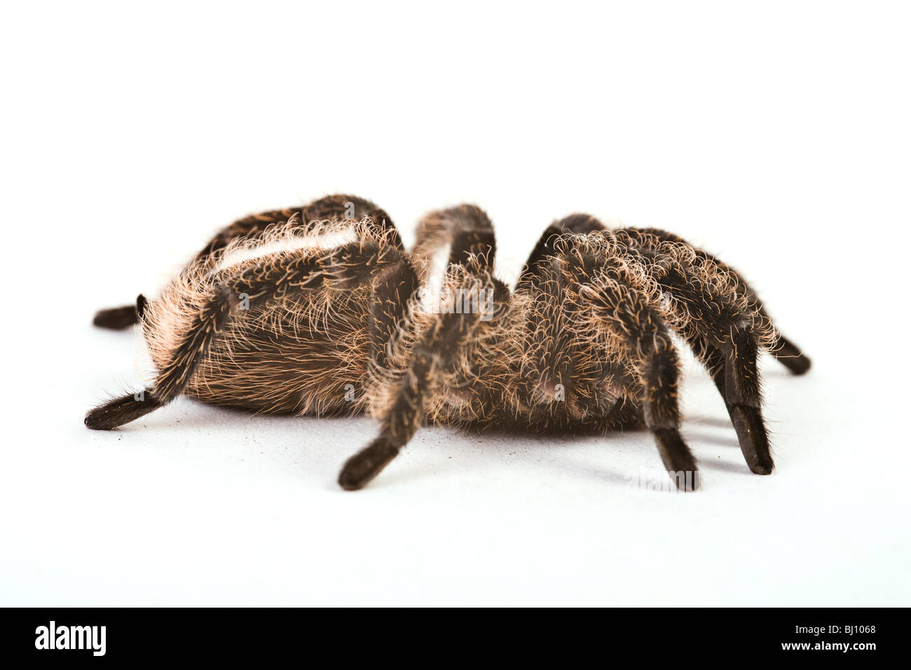 Coconut spider Cut Out Stock Images & Pictures Alamy