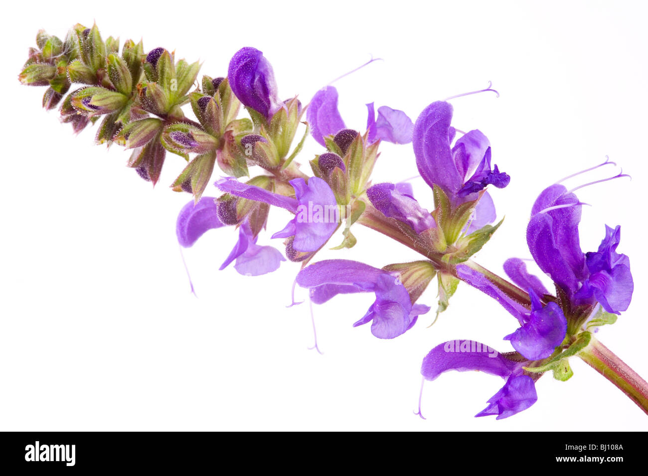 Meadow Clary (Salvia pratensis) Stock Photo