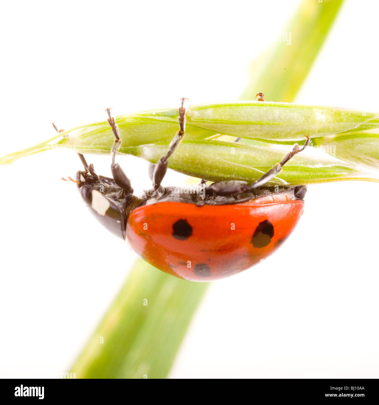 seven-spotted ladybug  (Coccinella septempunctata) Stock Photo