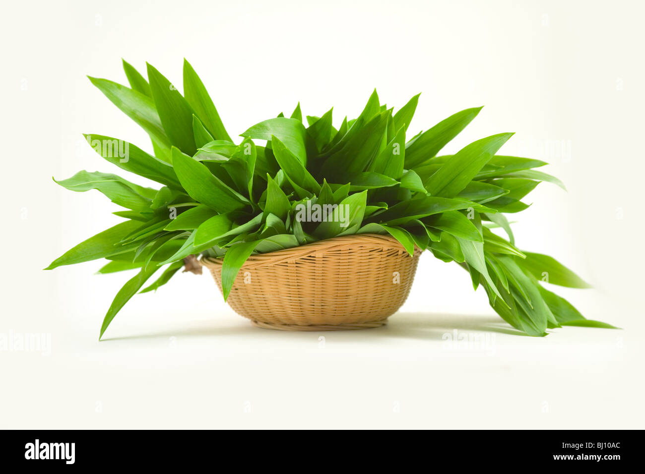 bears carlic (Allium ursinum Stock Photo - Alamy
