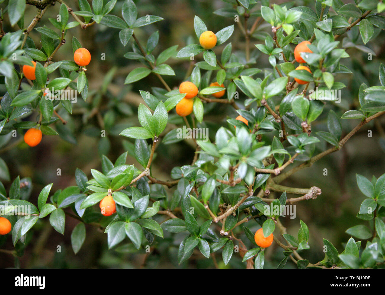 Alyxia ruscifolia, Apocynaceae, Lord Howe Island, Eastern Australia, Papua New Guinea Stock Photo