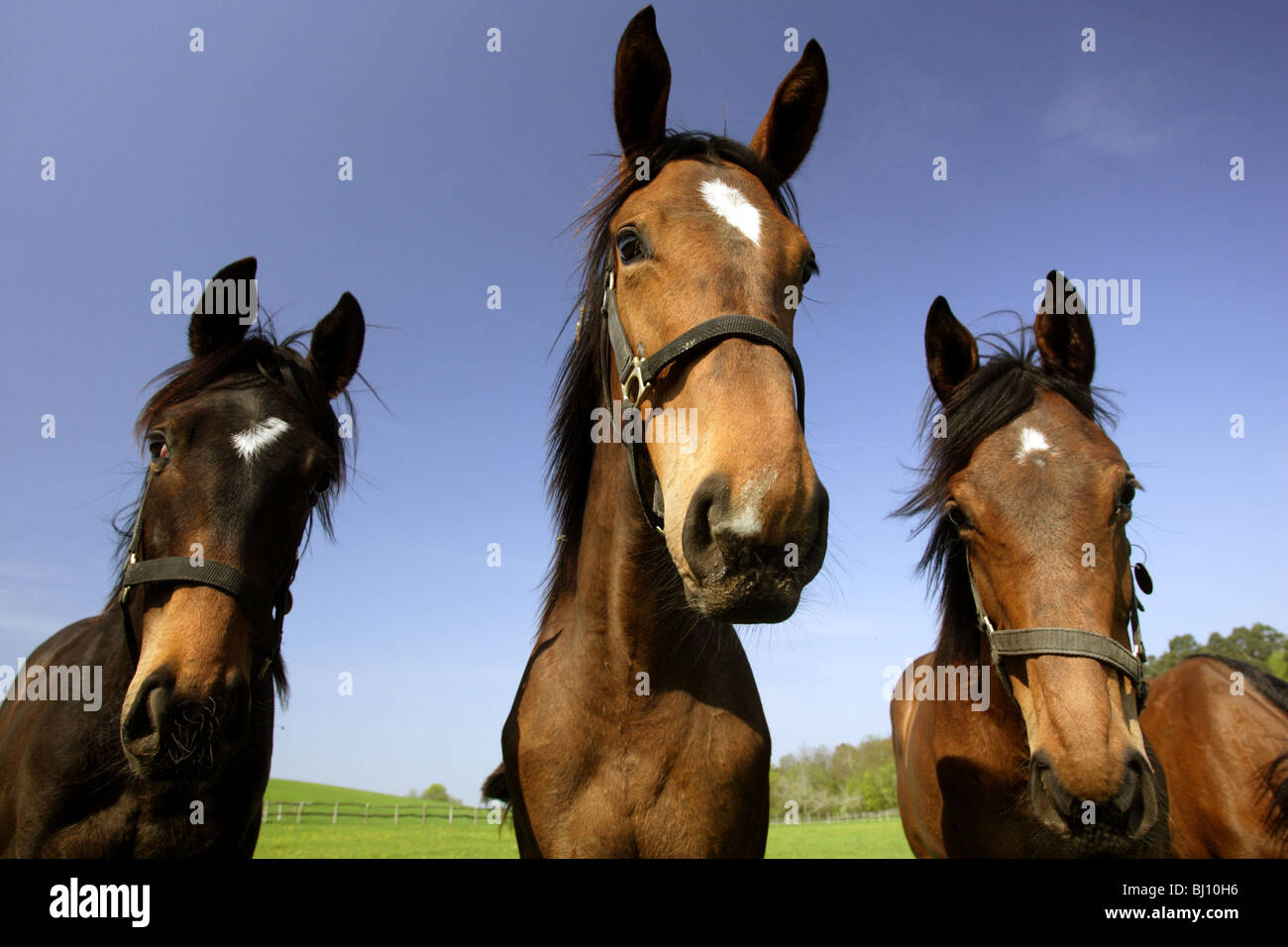 Horses on a pasture, Goerlsdorf, Germany Stock Photo