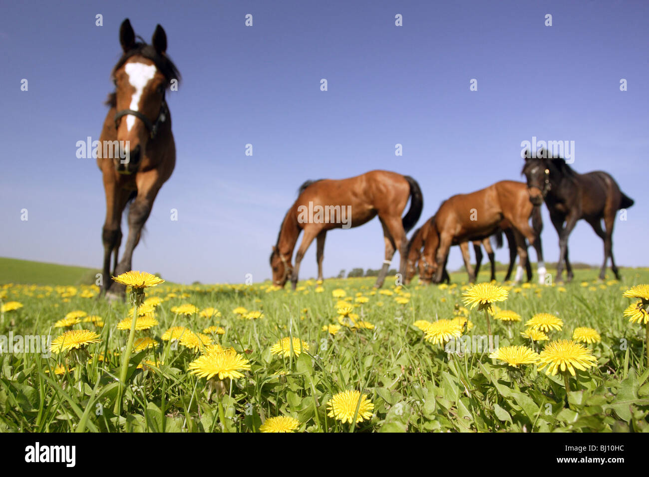 Horses on a pasture, Goerlsdorf, Germany Stock Photo