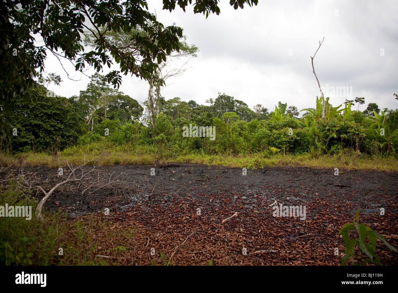 Oil waste pits and pipes in the Ecuadorian Amazon created by Texaco Oil have allegedly contaminated a Rhode Island size area. Stock Photo